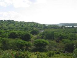 Land For Sale in Seatons,Antigua real estate:6 acre plot of land for sale