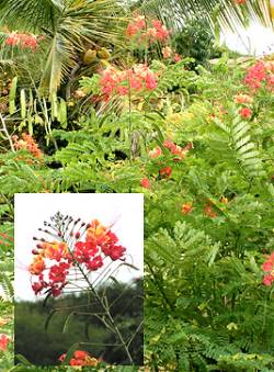 Pride of Barbados,Antigua Flora