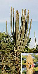 Antigua Flora: Dildo or Organpipe Cactus.