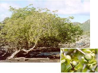 Antigua Flora: Manchioneel