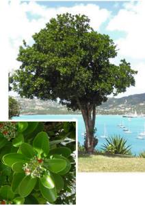 Cinnamon tree- Antigua Flora