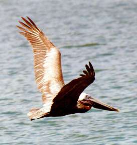 Brown Pelican- Antigua Birds