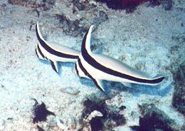 Jackknife fish, Antigua Sea life