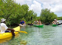 Tropical Adventures, Antigua Tours and Excursions: Kayaking through the beautiful island waters