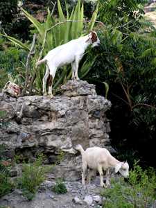 Goat,Antigua Mammals