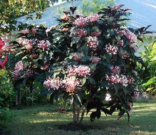 Antigua & Barbuda Horticultural Society,Clerodendrum