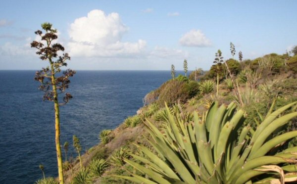 G14. The unwelcome terrain is covered in Agave cactus. As this is taken in September, the large eleg
