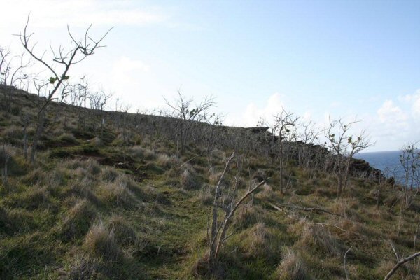 G22. As you ascend the hillside, this bizarre array of Giant Milkweed trees look like people standin