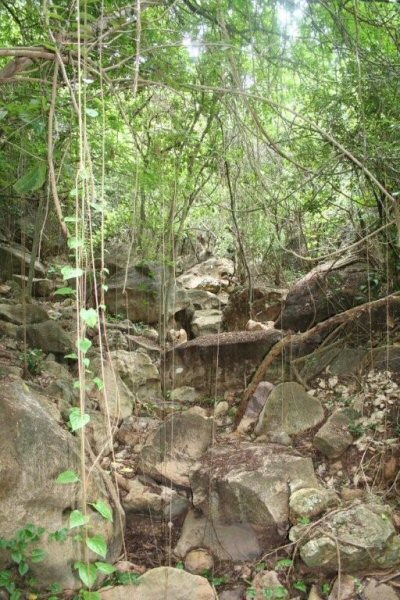 3. The beauty of this walk is that it has shade for much of it, allowing you to start the walk later